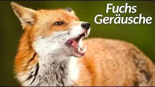 Fuchs Ger&auml;usche - Welche Ger&auml;usche macht ein Fuchs?