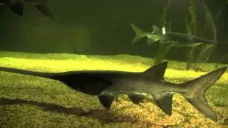 National Mississippi River Museum