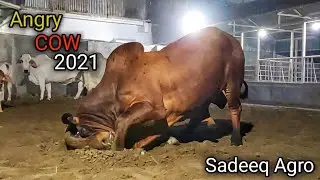 Angry red brahman cow in Bangladesh | Sadeeq agro 2021 collection | Angry cow attack, paglagoru 2021