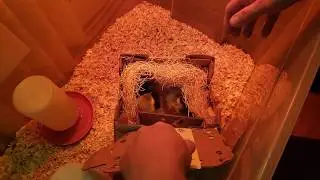 unboxing our baby chicks one day old!
