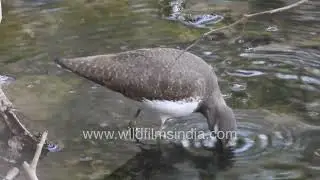 Common Sandpiper Searching for Food in Mud and Bushes New Delhi