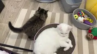 Пропажа Аляски 😂
