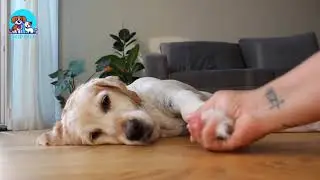 Cute Dog Funny Dog Hand Shake While Playing | Bold Pets