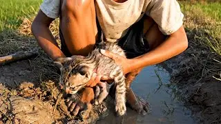 [Full Story] Cornered by Angry Ducks, a Lost Kitten Falls Into Icy Water