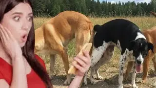 &ldquo;Unbelievable! Village Dogs React to Female Dog in Heat | Nature&rsquo;s Amazing Dog Behavior 🐕🐶&rdquo;