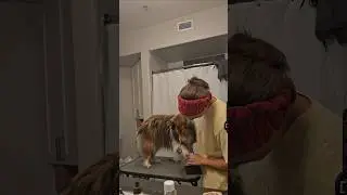 welcome to the final part of my bathing Chloe saga 💍 #dog #sheltie #wedding #dogbath