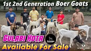 1st 2nd Generation Boer Male & Gulabi Kota Goats Pune at Inaaya Goat Farm I YK Goat Lover