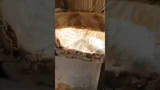 kestrel falcon trapped ||  unique method of trapping birds of prey #falcon #ytshorts