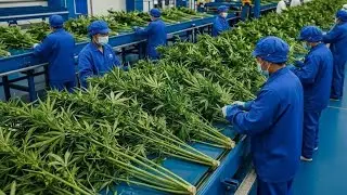Inside A Modern Hemp Clothing Factory, From Prohibited Plant To Luxury Items (Full Process)