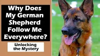 Why Does My German Shepherd Follow Me Everywhere? Unlocking the Mystery