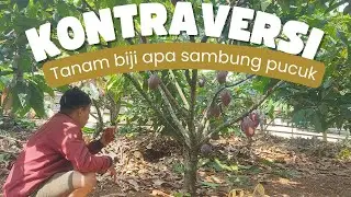 🔥 PILIH TANAM BIJI APA SAMBUNG PUCUK? BIAR BISA BIKIN KAYA!🌱💰@Petani jadi-jadian