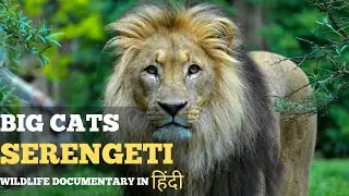 The Big Cat of Serengeti हिंदी डॉक्यूमेंट्री [2024] | wildlife documentary in hindi