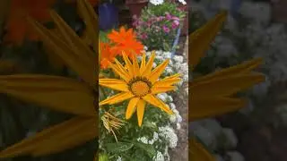 Gazania flower variety