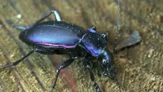 Carabus violaceus