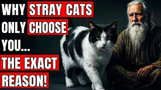 When a Stray Cat Visits Your Home, It&rsquo;s Sending You a Secret Spiritual Message