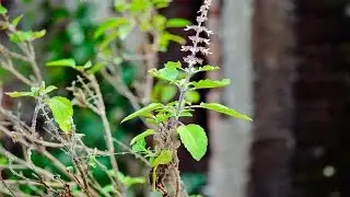 Nexus 6 Camera Test:Video Sample With Cinematic Look