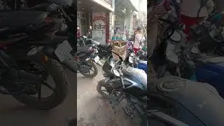 #funny dance video owl