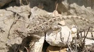 Reptilien im Steinbruch &ndash; Quarry Life Award