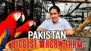 Pakistan Biggest Macaw Setup IN Pakistan | Macaw Price in Pakistan | Pakistan Ostrich Farm