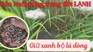 MỤC ĐÍCH BÓN NUÔI ĐÒNG ?. Công thức bón nuôi đòng. 