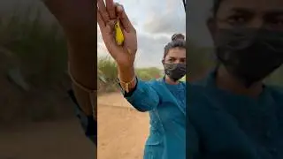 വരാൽ പിടിത്തം Day1😨🎣 #shorts #fishing #fish