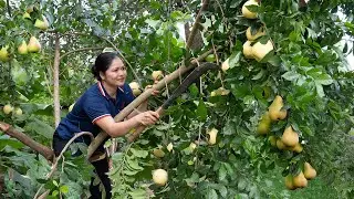 Harvesting Giant Pears and Making Pear Paste | Poorna - Rural Woman&rsquo;s Life