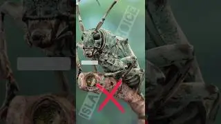 Halal And Haram Animal Meat In Islam #status #islam #viral #islamicshorts #ytshorts #animal