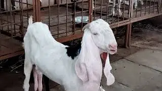 Gulabi bakri show qualityContact ☎️ 9885188460📍Hussani alam junior college, near khudba alam masjid