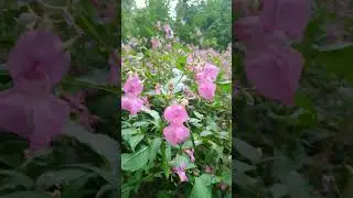 11.08.23 - #relax #relaxing #放鬆 #russia #россия #forestwalk #love #россиялучшая #russiaisthebest