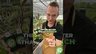 These 'Spinach' Plants Will Change Your Health Game #LongevitySpinach #HealthBenefits #Gardening
