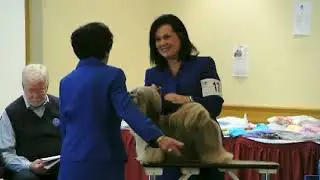 2013 ALAC National Specialty - Puppy Dogs 6-9,  Bitch Classes, WB, RWB
