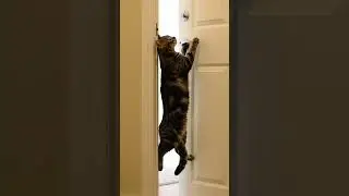 One paw from disaster 🚪🐈 #catshorts #catacrobat #catbalancing #loopmagic #chandelierchallenge