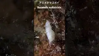 グアム島のウミウシ Guam sea slugs アミメタマゴガイ Roxaniella multistriata #shorts
