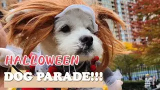 PARADE HALLOWEEN DOGGY DI AMERIKA!!!