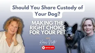 Should You Share Custody of Your Dog? ft. Karis Nafte, Accredited Family Mediator