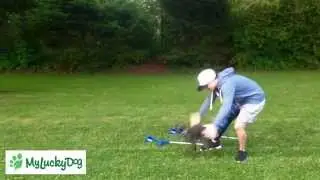 CUTE RACING DOG | ITALIAN GREYHOUND RUNNING