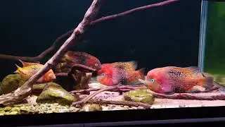 紫紅火口慈鯛魚缸最後巡禮 Vieja synspilum (Vieja melanurus or Redhead Cichlid) tank&rsquo;s final tour