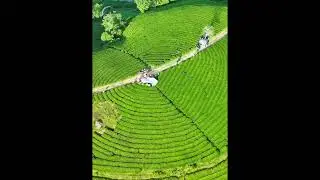 Th&aacute;i Nguy&ecirc;n DeepWave Dancing in the Meadow 001