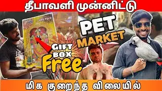 💥🐦 CUTE Exotic Birds | Kozhi  Market  | 🐾 Exotic Pets & Dogs  | 📍Mannady Pet Market | #diwalispecial