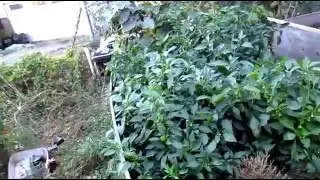 2016 French Biointensive Organic Raised Bed Garden--Update 20