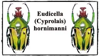 Eudicella (Cyprolais) hornimanni - Pr&auml;paration / Mounting