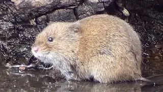 Meadow Vole HQ HD