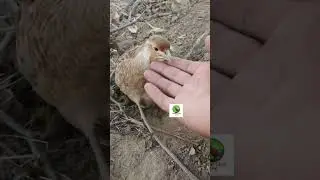 Irani female voice | Irani Madi awaz | Irani Madi chicks