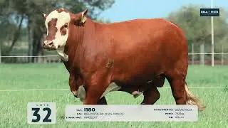 Lote 32 Tatu I180