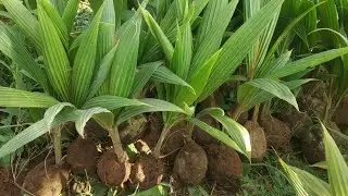 Why is Tiptur Tall coconut famous?