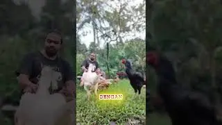 Tips for Building Relationships with Chickens, So They Become Tame