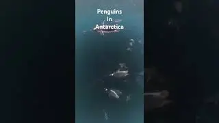 Penguin Chaos🐧🤯 #penguin #antarctica #ocean #cold #cute #funny #sky