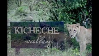 Spot of the Week - A giant step for lionkind -Kicheche Valley Camp
