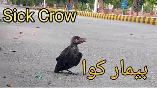 A Sick crow 😥😥😥