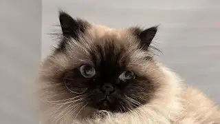 Cute Himalayan cat plays with cat nip leaf 🍃 